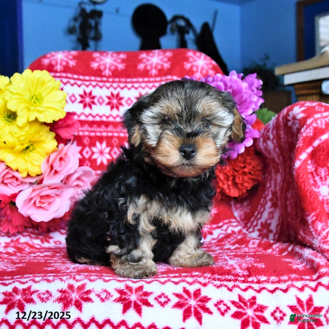 Yorkiepoo dogs for sale: Hershey - Ad 2