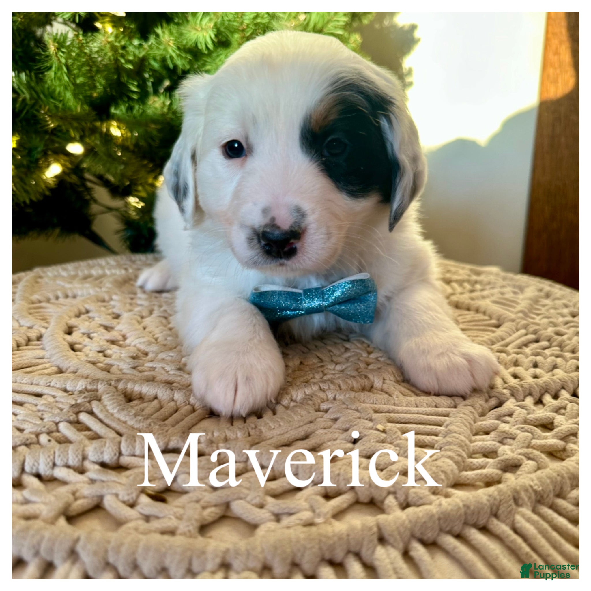 Mini Bernedoodle dogs Maverick - Ad 9