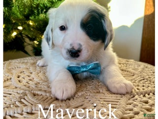 Mini Bernedoodle dogs Maverick - Ad 38