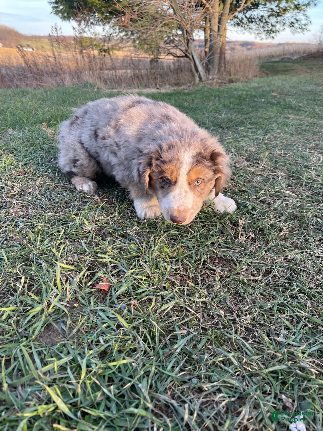 Australian Shepherd dogs for sale: Percy - Ad 14