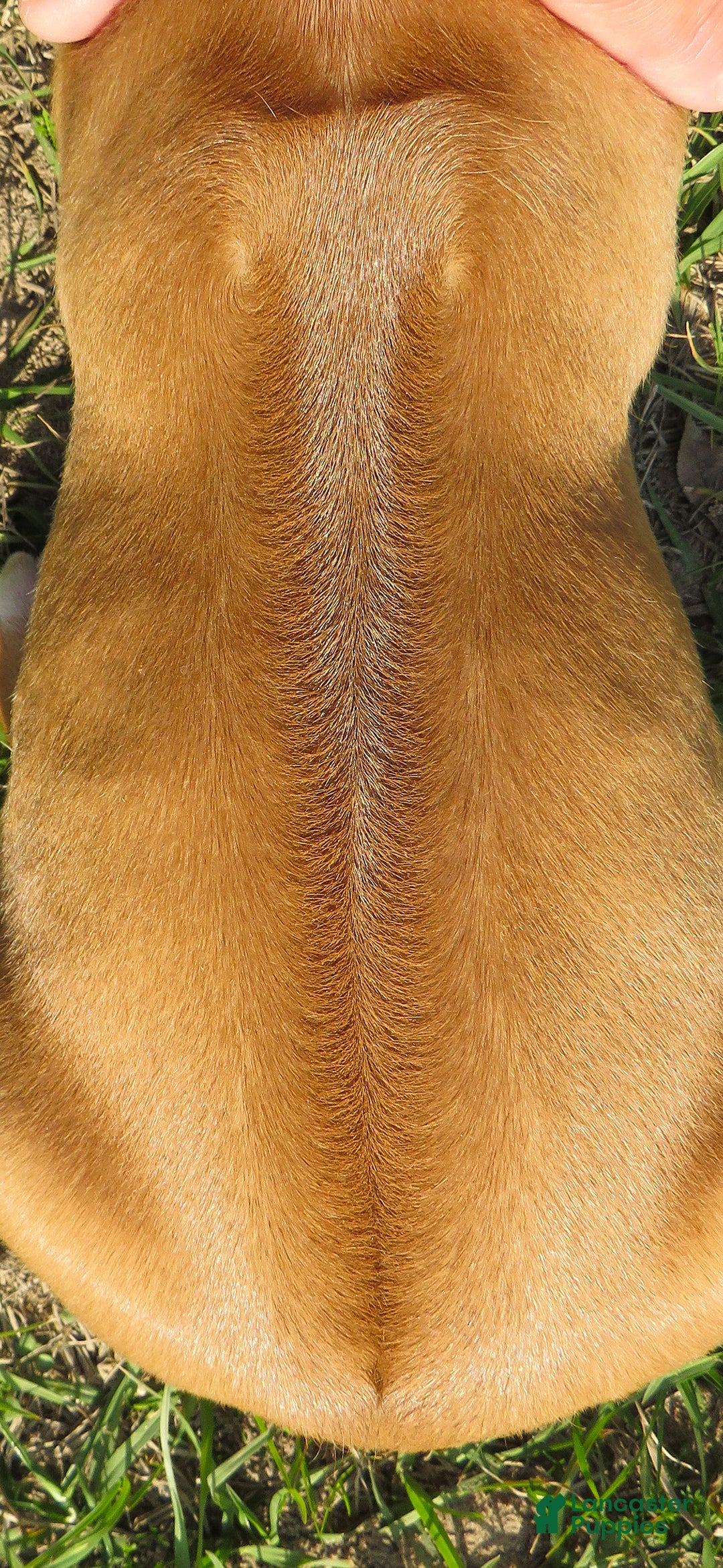 Rhodesian Ridgeback dogs for sale: Rhodesian Ridgeback Puppy 1 - Ad 4