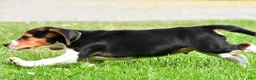 Beagle dogs for sale: Sammy - Ad 6