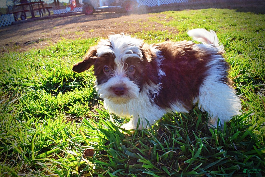 Havapoo dogs for sale: Simon - Ad 11