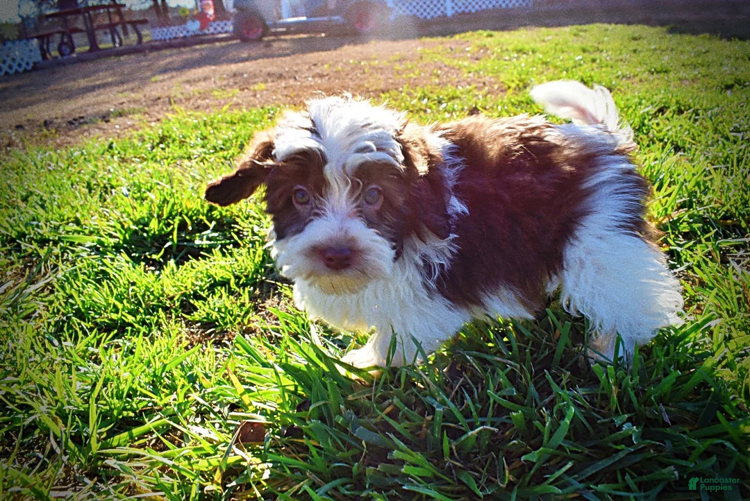 Havapoo dogs for sale: Simon - Ad 12