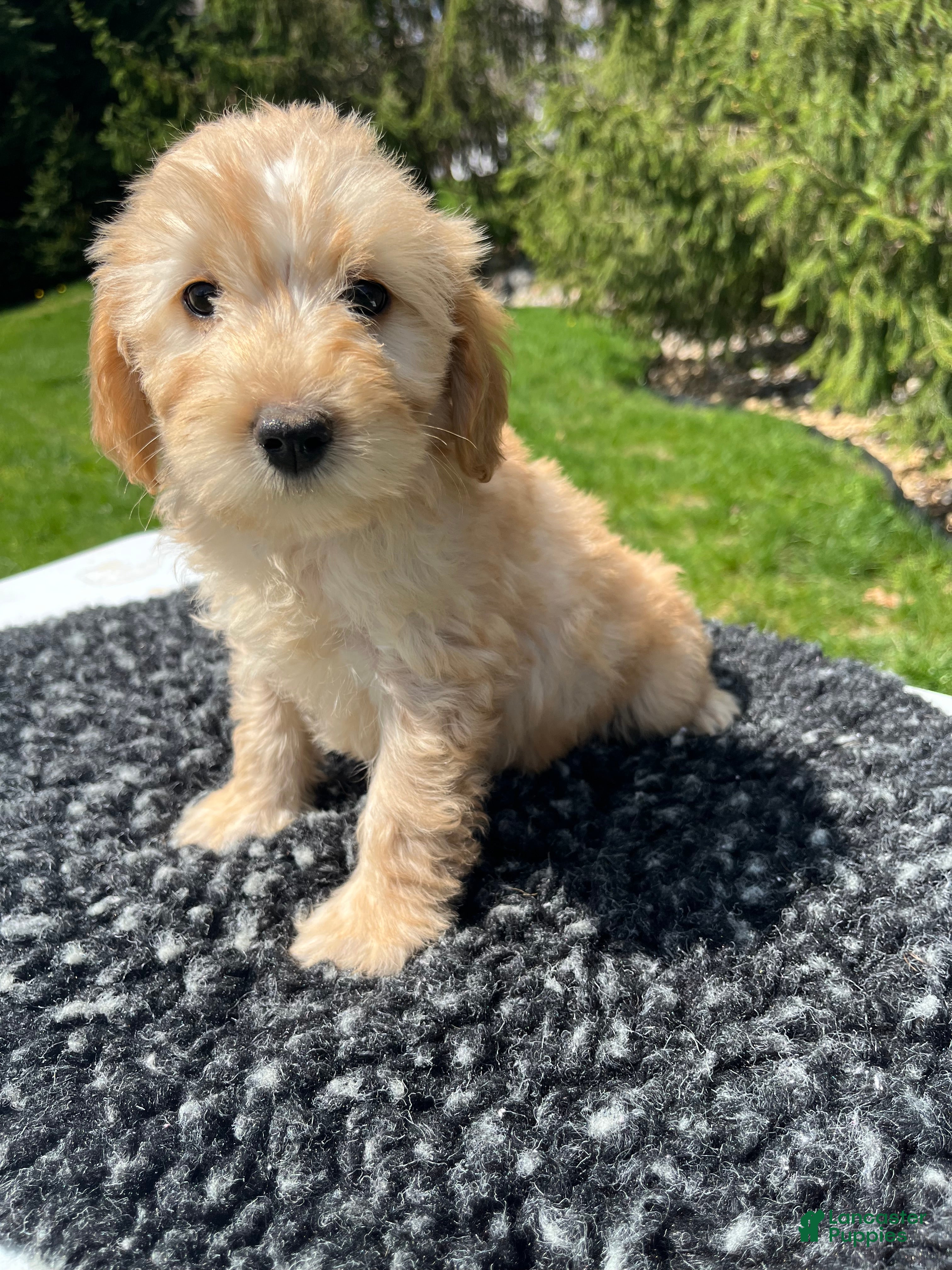 Mini Goldendoodle dogs Lyla - Ad 2