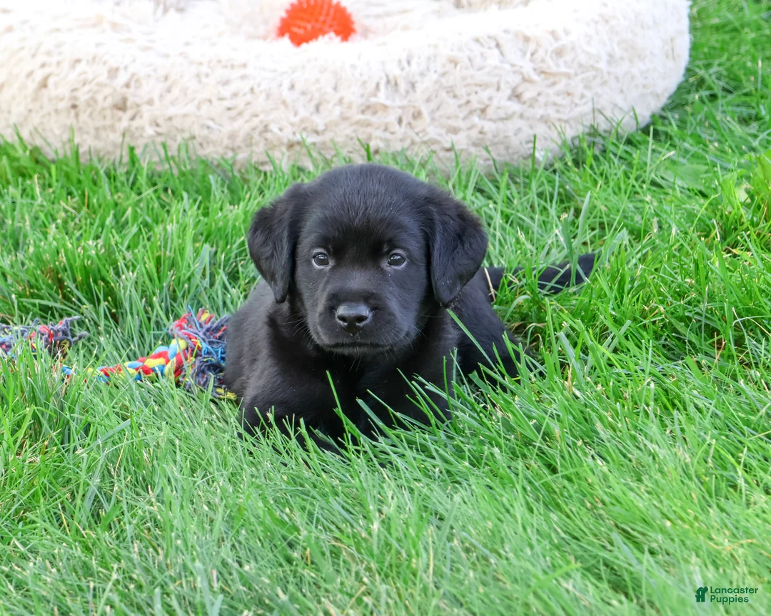 Labrador Retriever dogs for sale: Mario - Ad 2