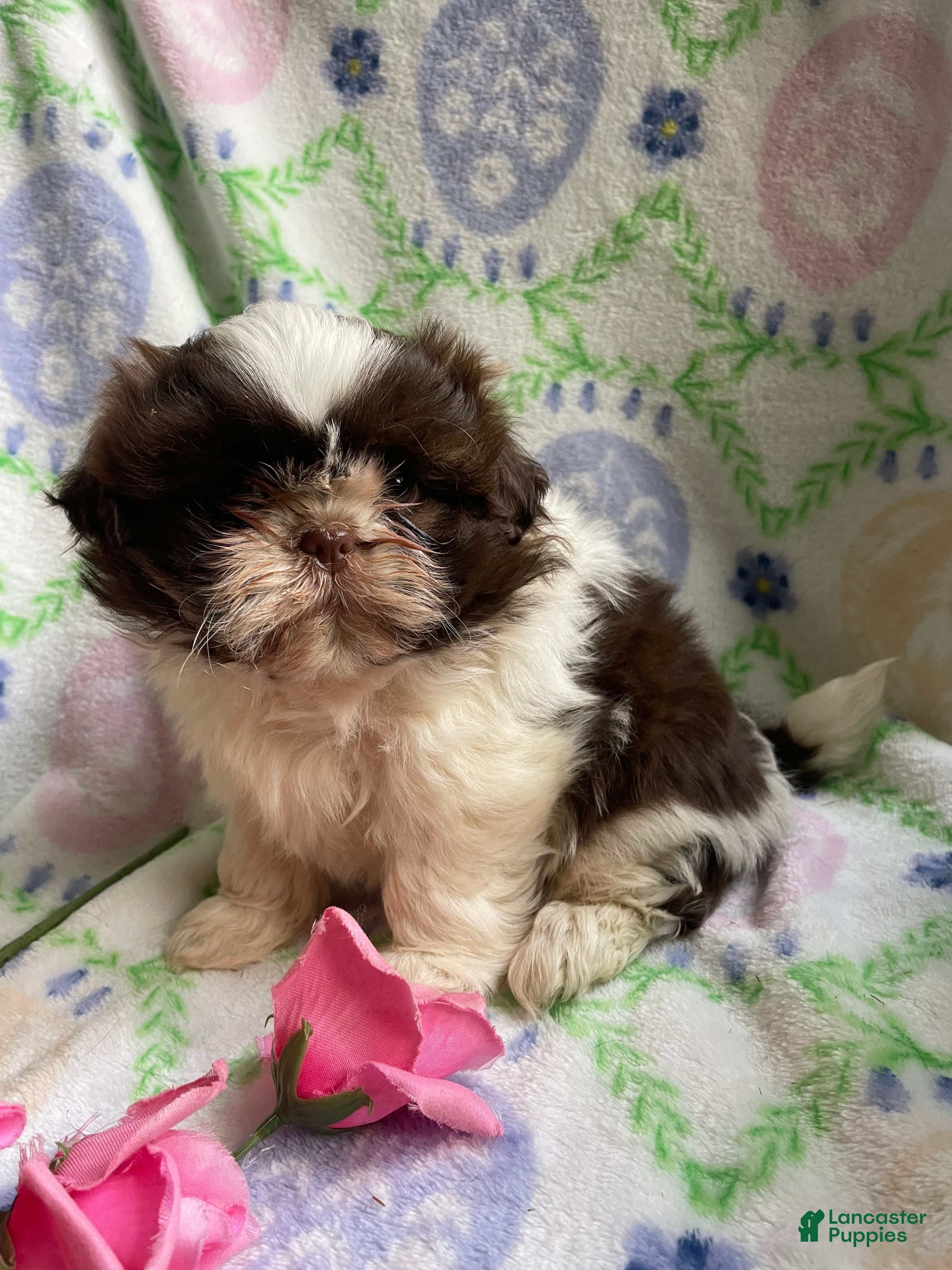 Shih Tzu dogs Hope - Ad 35