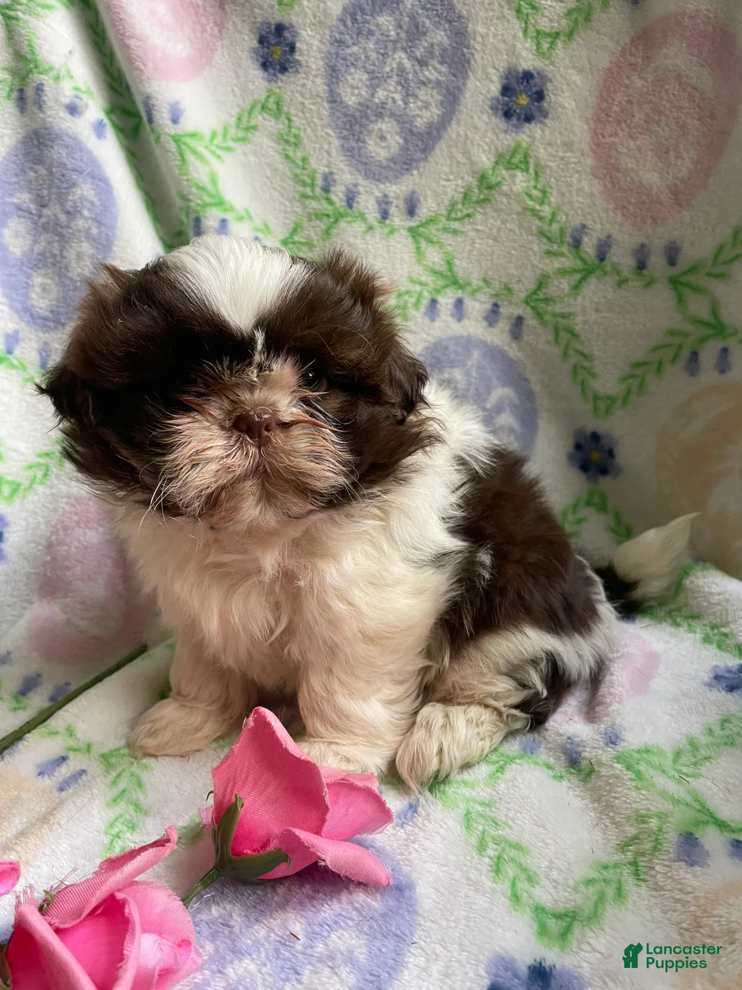 Shih Tzu dogs for sale: Hope - Ad 1