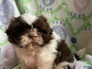 Shih Tzu dogs Hope - Ad 40