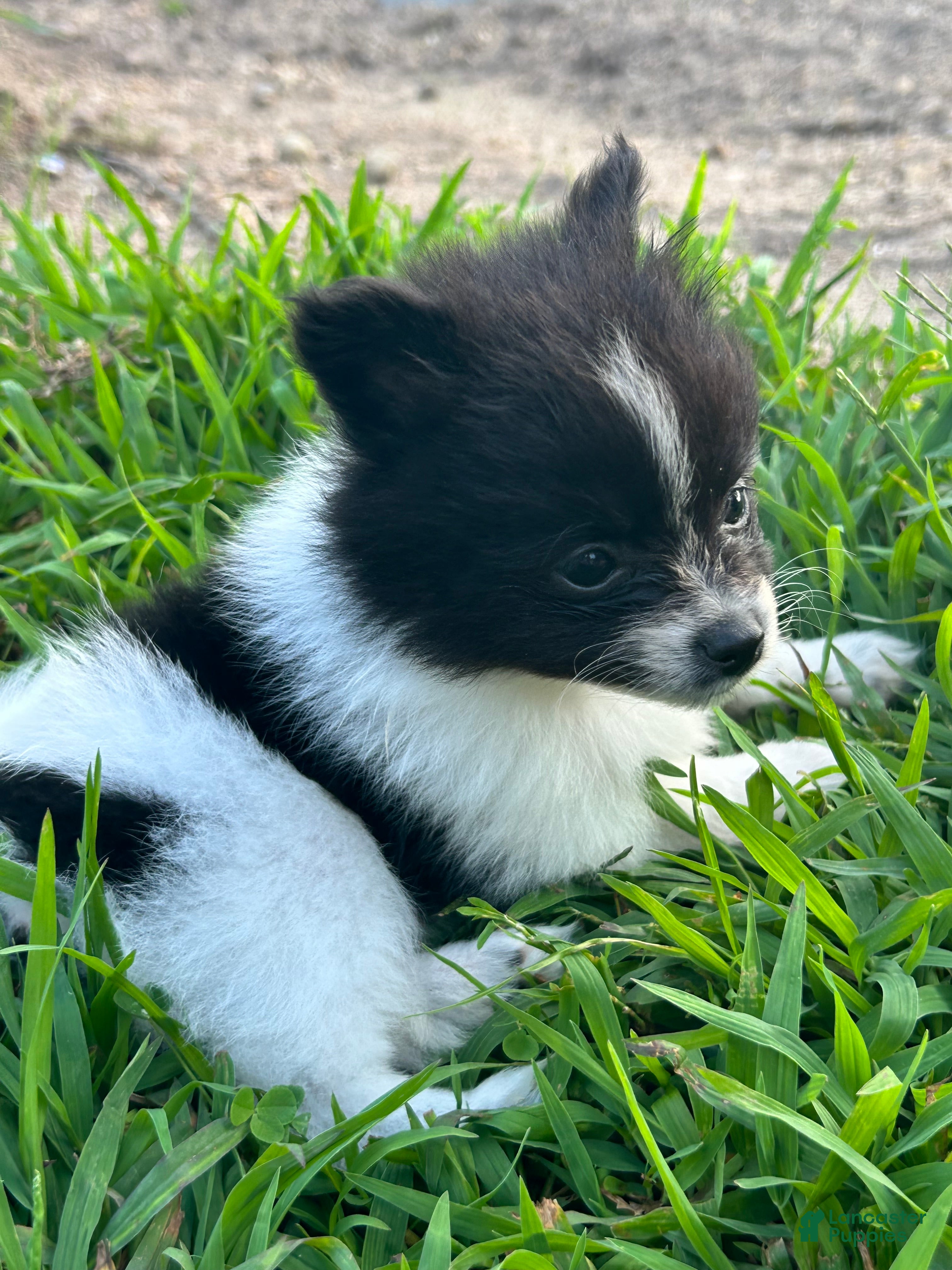 Pomeranian dogs Franklin - Ad 1