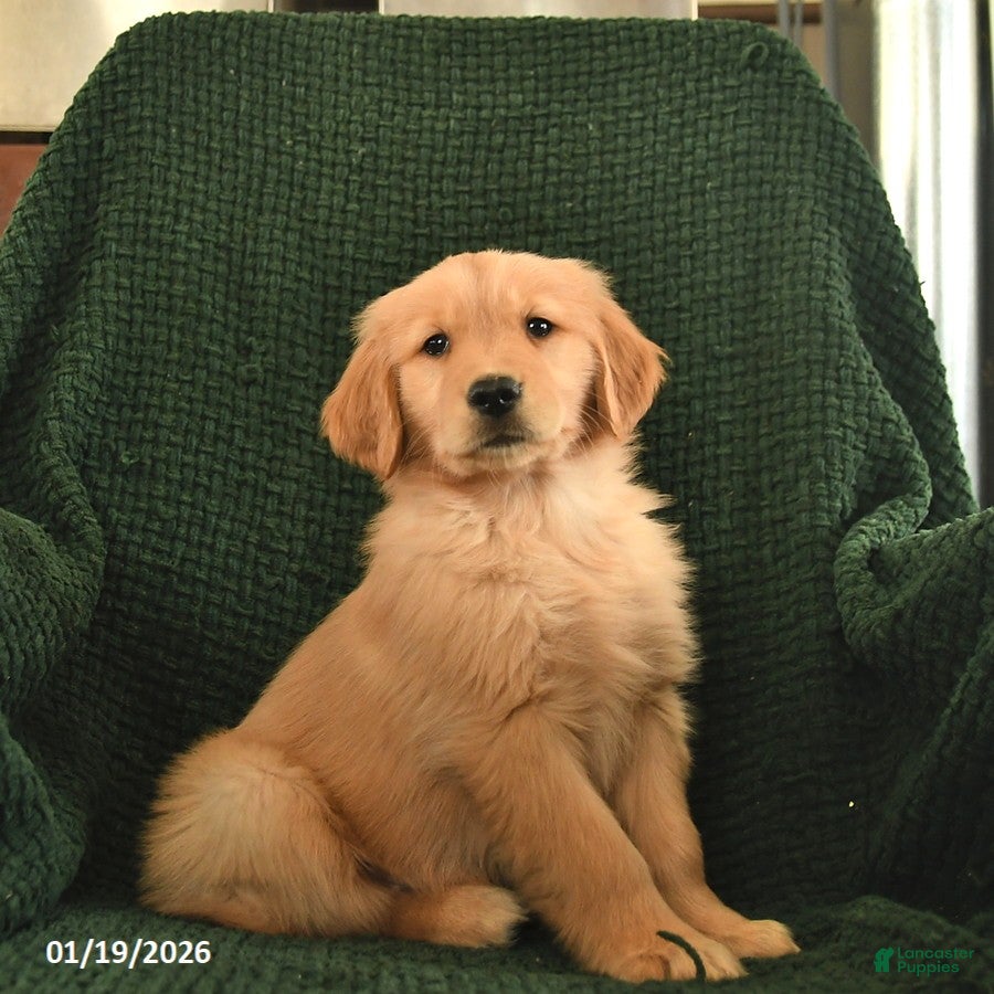 Golden Retriever dogs Roxie  - Ad 35