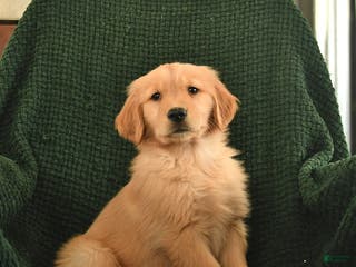 Golden Retriever dogs Roxie - Ad 7