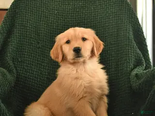 Golden Retriever dogs Roxie - Ad 2