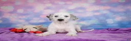 Mixed Breed dogs for sale: Rex - Ad 3