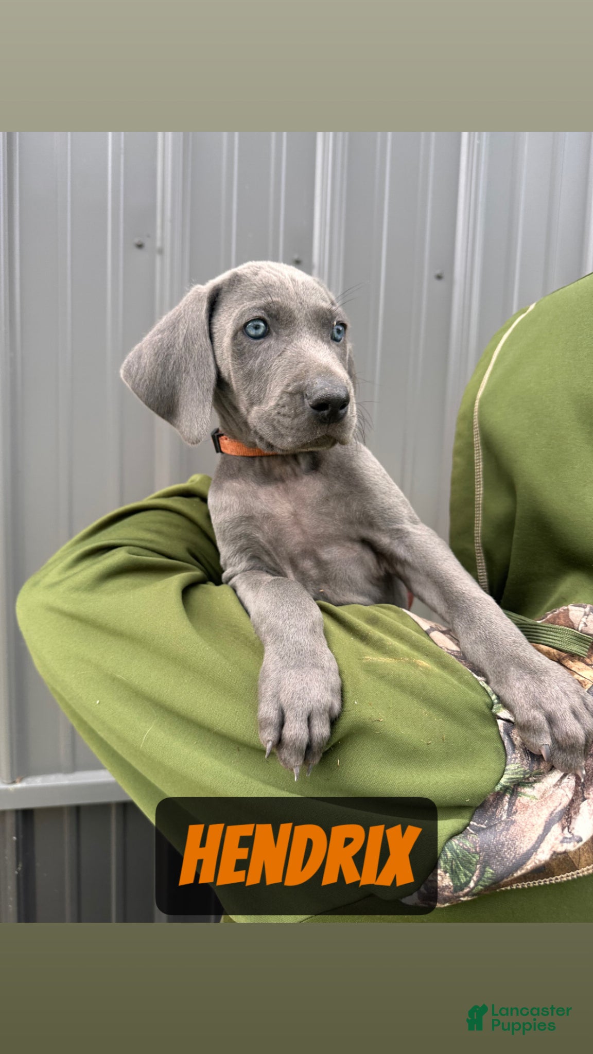 Weimaraner dogs Hendrix - Ad 1