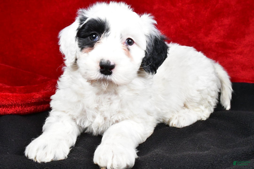 Mixed Breed dogs for sale: Sarah - Ad 7