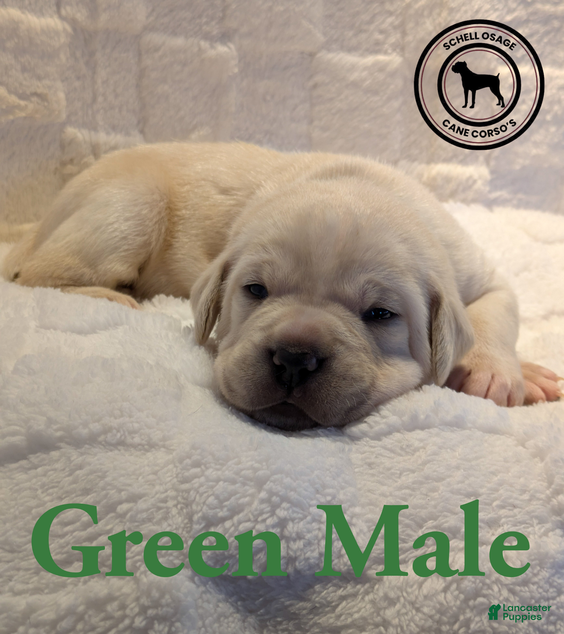 Cane Corso dogs Green - Ad 5