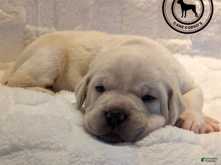 Cane Corso dogs Green - Ad 5