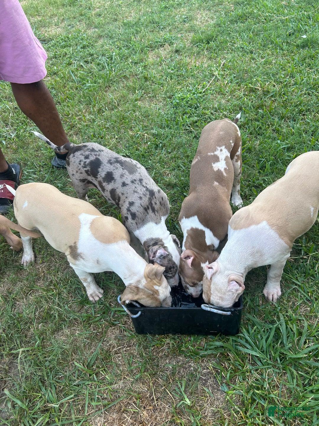 Red Merle for sale in Crowley Lancaster Puppies