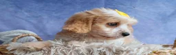 Cavachon dogs for sale: RUBY - Ad 7