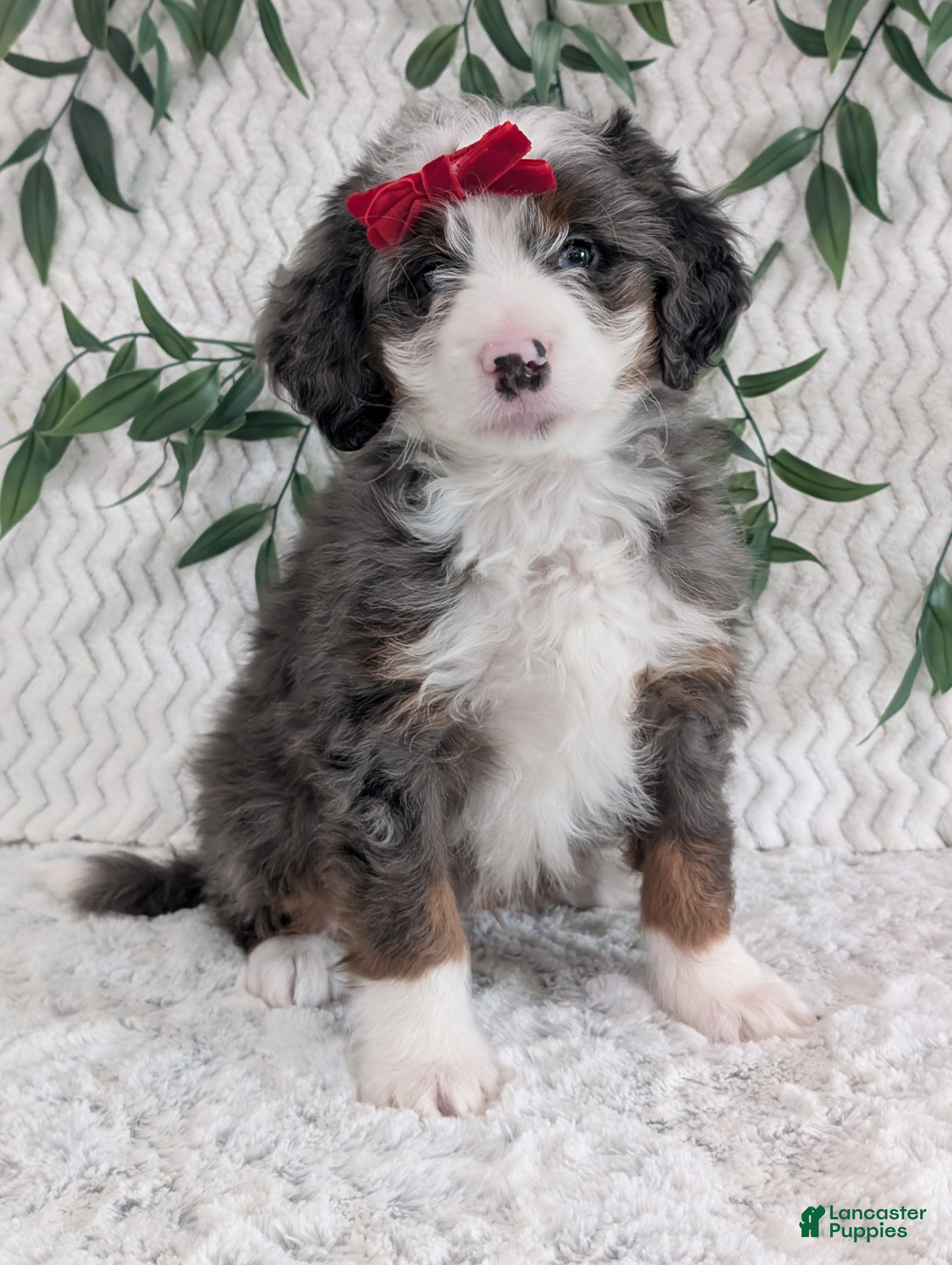 Mini Bernedoodle dogs Mini Dusty  - Ad 2