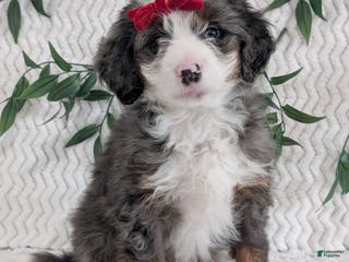 Mini Bernedoodle dogs Mini Dusty - Ad 12