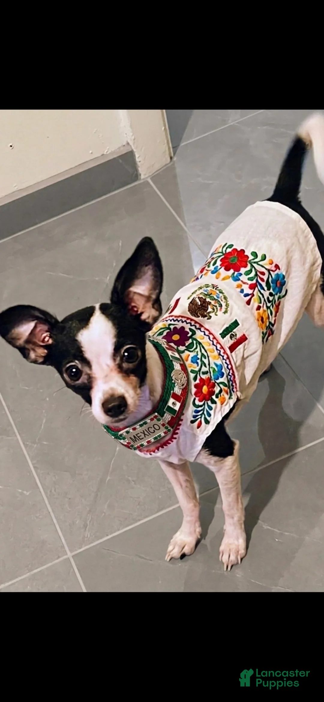 Chihuahua dogs for sale: Chihuahua 4 - Ad 1