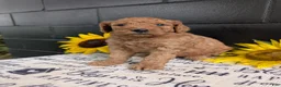 Goldendoodle dogs for sale: Lolly  - Ad 12
