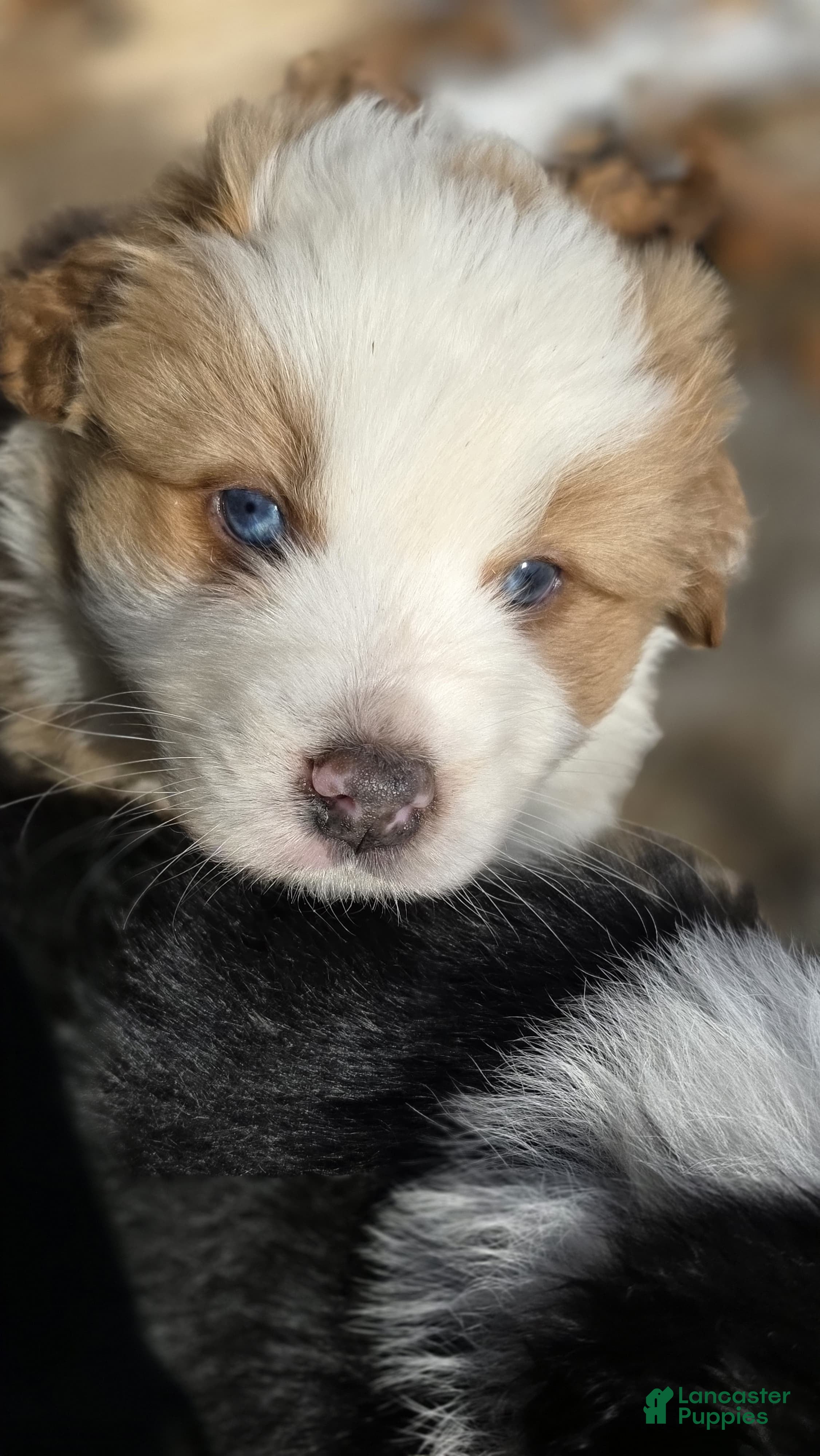 Australian Shepherd dogs Luke - Ad 37