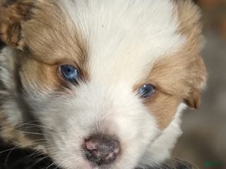 Australian Shepherd dogs Luke - Ad 37