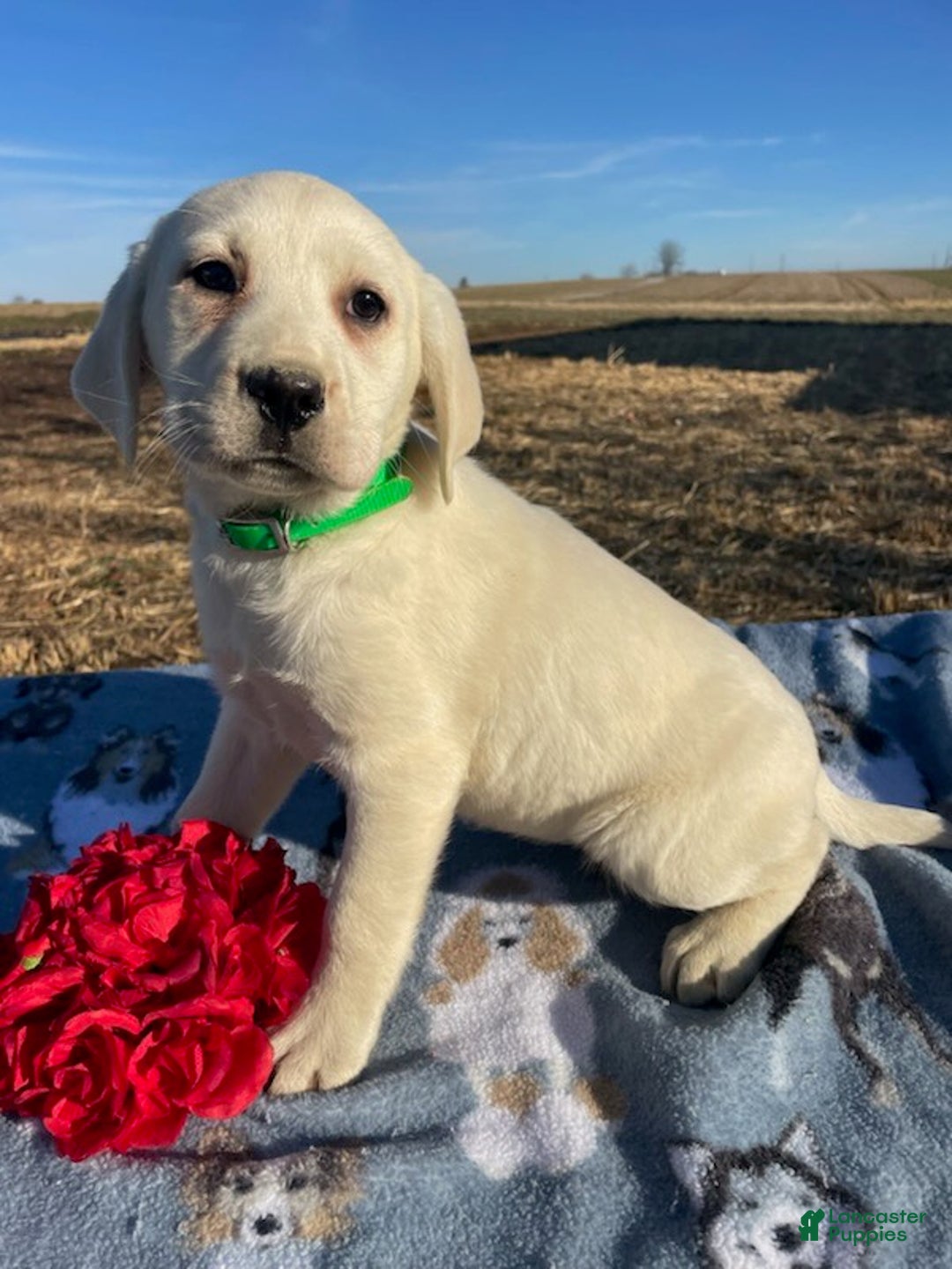 Labrador Retriever dogs for sale: Lily - Ad 4
