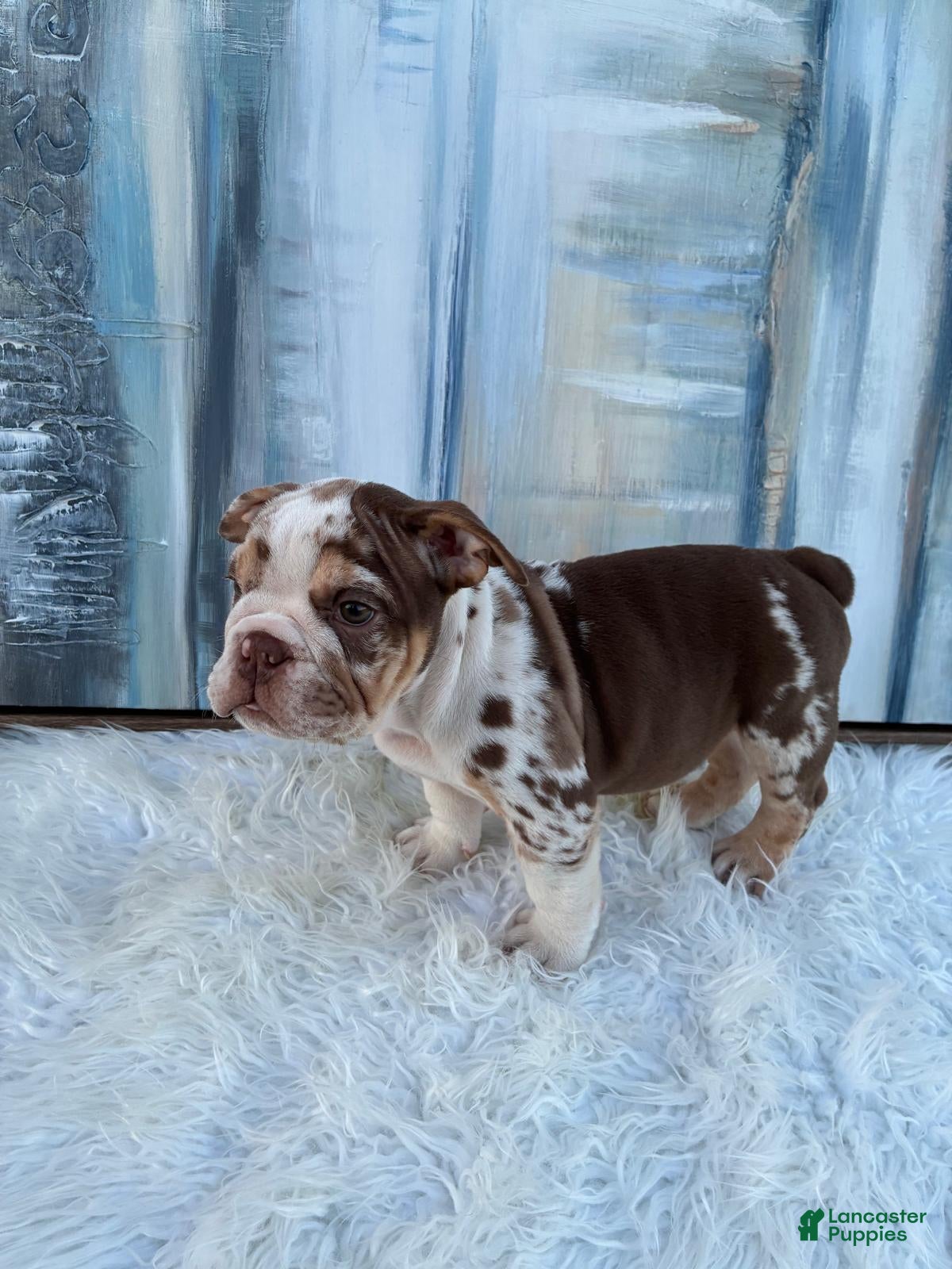 English Bulldog dogs Chip - Ad 2