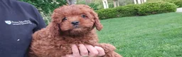 Cavapoo dogs for sale: Henry - Ad 14