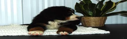 Bernese Mountain Dog dogs for sale: Bella - Ad 9