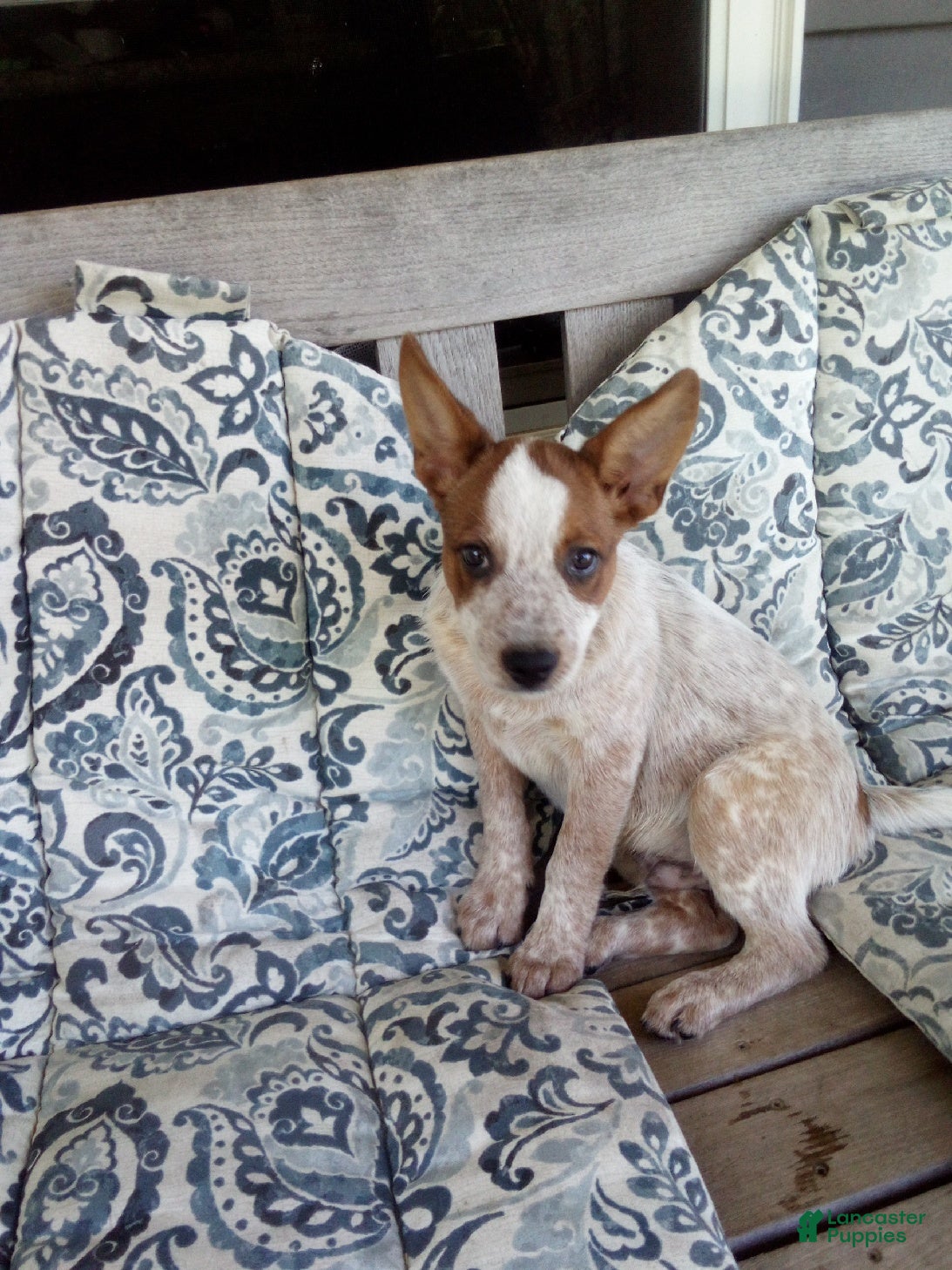 Australian Cattle Dog dogs Denmark - Ad 1