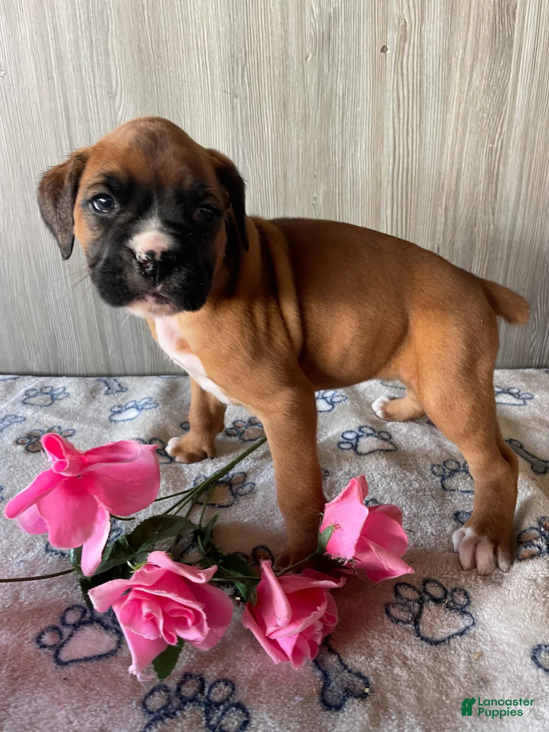 Boxer dogs for sale: Bambi - Ad 3