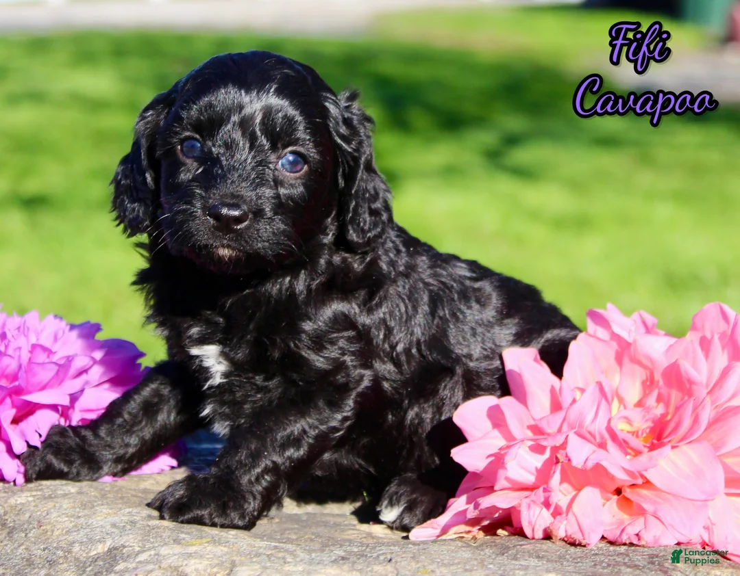 Cavapoo dogs for sale: Fifi Female Cavapoo - Ad 1