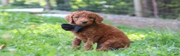 Standard Poodle dogs for sale: Scooter AKC - Ad 3