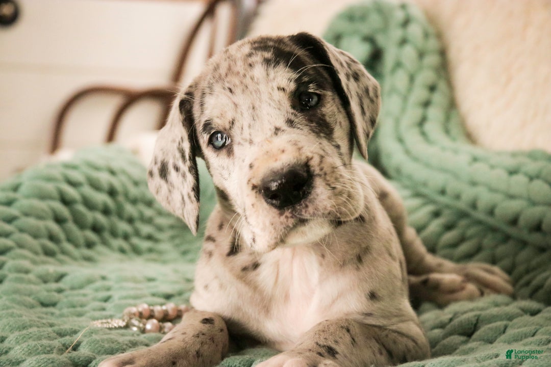 Great Dane dogs for sale: Annie - Ad 1