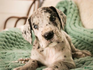 Great Dane dogs Annie - Ad 38