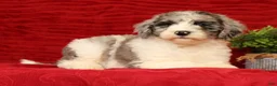 Sheepadoodle dogs for sale: Bella - Ad 3