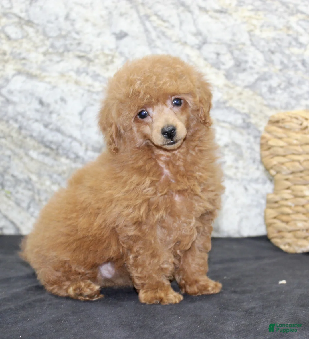 Miniature Poodle dogs for sale: Fifi - Ad 4