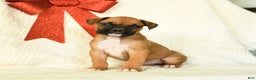 Boxer dogs for sale: Bluster - Ad 2