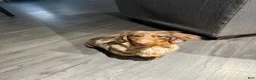 Miniature Dachshund dogs for sale: Miniature Dachshund 1 - Ad 4