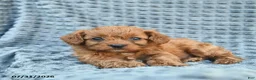 Cavapoo dogs for sale: Nacho  - Ad 2
