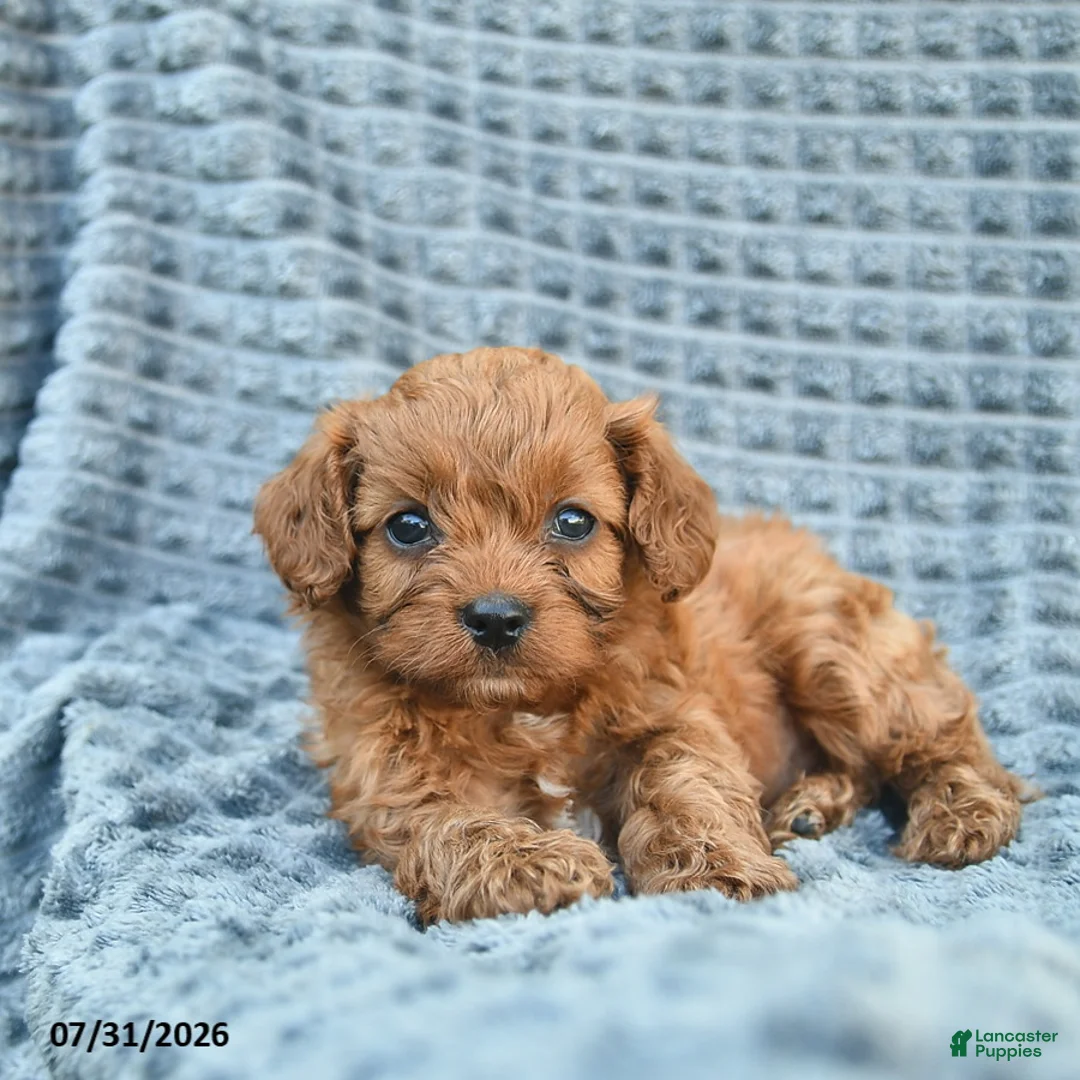 Cavapoo dogs for sale: Nacho  - Ad 2