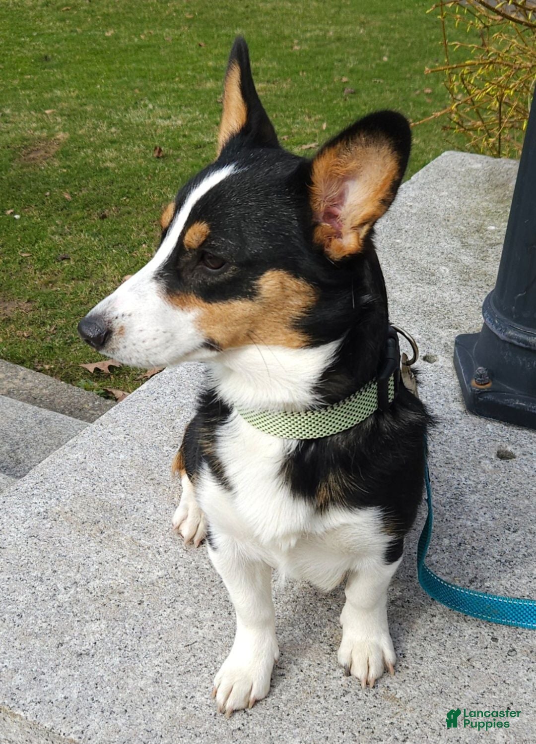 Mixed Breed dogs Leoni - Ad 2