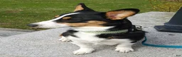 Mixed Breed dogs for sale: Apollo - Ad 23