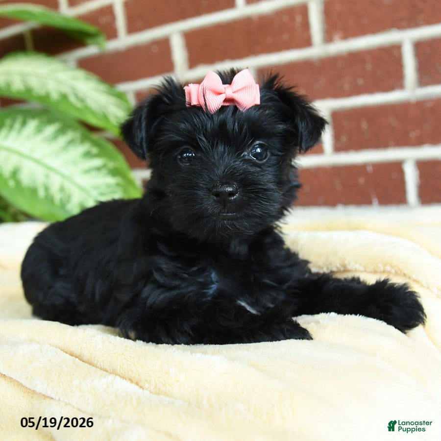 Yorkshire Terrier dogs Luna - Ad 1