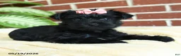 Yorkshire Terrier dogs for sale: Luna - Ad 1